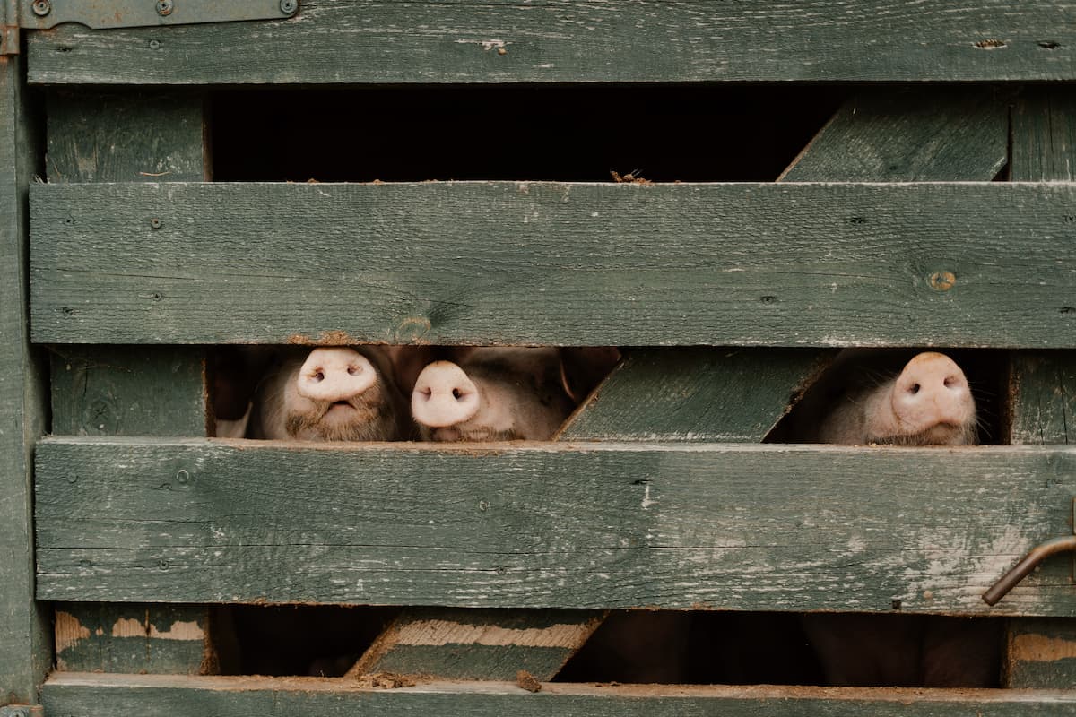 Mindset is the Story You Tell Yourself